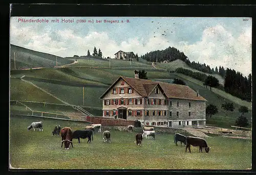 AK Bregenz, Hotel Pfänder-Dohle, Kühe auf der Weide