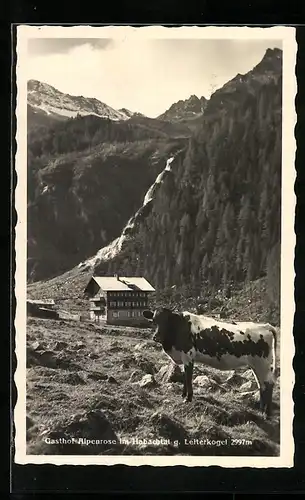 AK Bramberg am Wildkogel, Gasthof Alpenrose im Habachtal mit Kuh