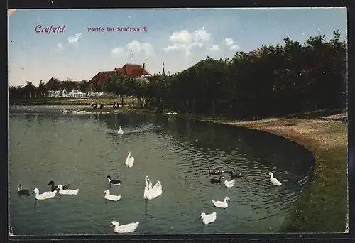 AK Crefeld, Partie im Stadtwald am Ufer mit Schwänen und Enten