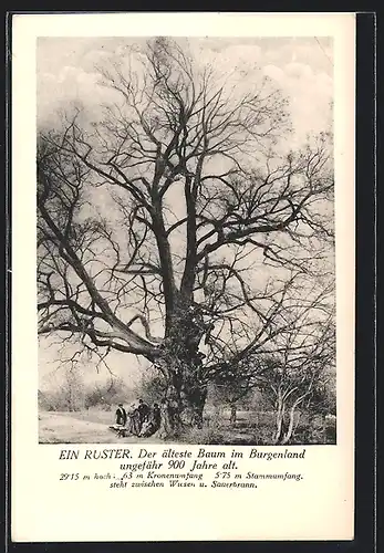 AK Wiesen im Burgenland, Ein Ruster, ältester Baum im Burgenland, ca. 900 Jahre alt