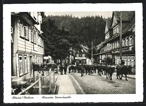 AK Altenau /Oberharz, Rinder auf der Strasse an der Altenauer Damenkapelle