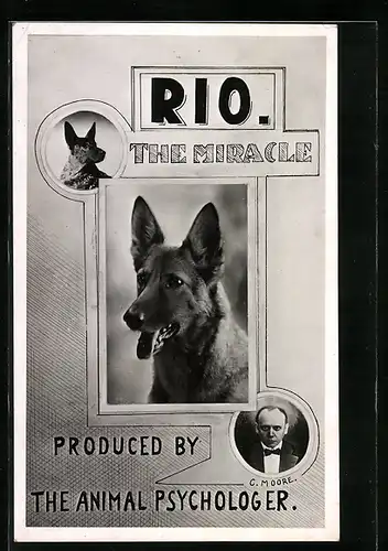 AK Rio the Miracle produced by the Animal Psychologer C. Moore, Deutscher Schäferhund