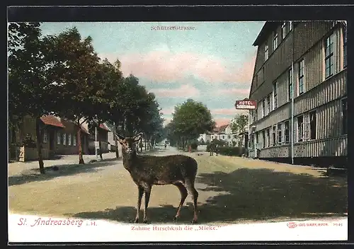 AK St. Andreasberg i. H., Zahme Hirschkuh Mieke auf der Schützenstrasse