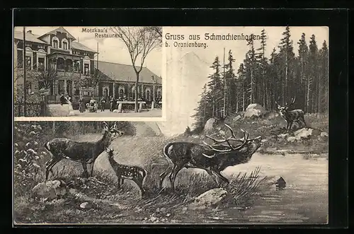 AK Schmachtenhagen / Oranienburg, Motzkaus Restaurant, Hirsche und Rehe am Ufer