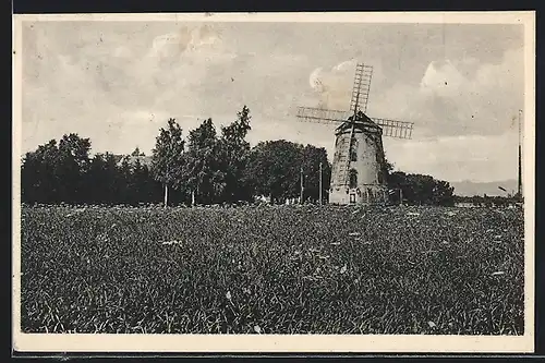 AK Gohlis, Windmühle von Max Heide