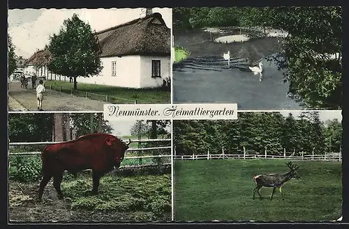 AK Neumünster, Heimattirgarten, Büffel, Hirsch, Schwäne