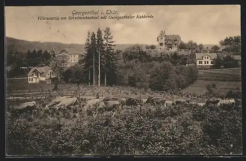 AK Georgenthal i. Thür., Villenpartie am Schwimmbachtal mit Georgenthaler Kuhherde