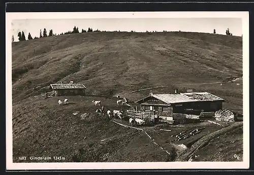 AK Gindelalm, Gasthof auf dem Berg, weidende Kühe