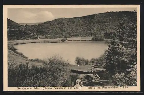AK Daun /Eifel, Gemündener Maar mit Kuhweide