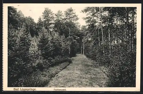 AK Bad Lippspringe, Wegpartie im Fichtenwald