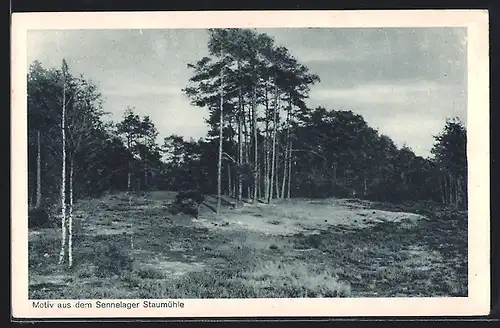 AK Sennelager Staumühle, Partie am Waldstück