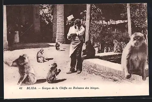 AK Blida, Gorges de la Chiffa au Ruisseau des Singes