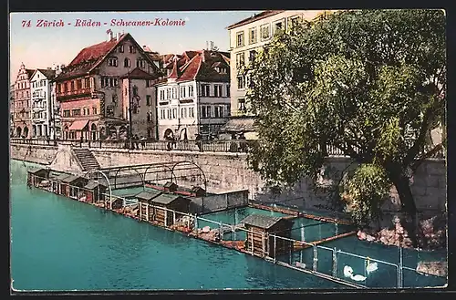 AK Zürich-Rüden, Schwanen-Kolonie am Fluss