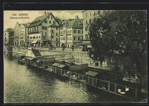 AK Zürich, Schwanenkolonie am Fluss