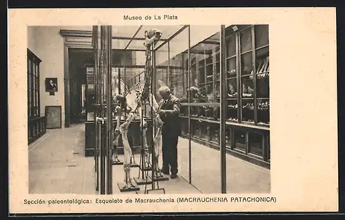 AK La Plata, Museo, Seccion paleontologica, Esqueleto de Macrauchenia