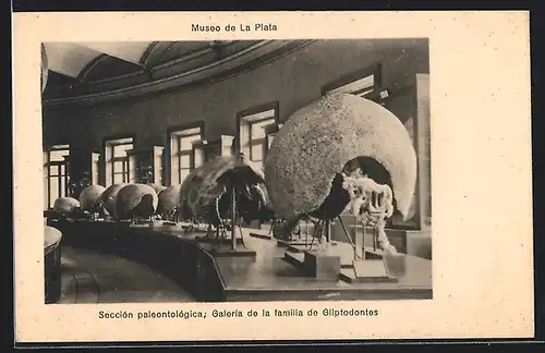 AK La Plata, Museo, Seccion paleontologica, Galeria de la familia de Gliptodontes