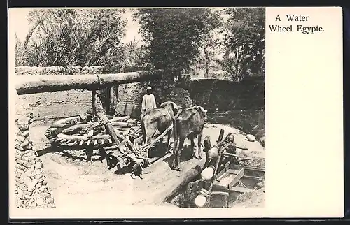 AK A Water Wheel in Egypte, Ochsen betätigen Brunnen