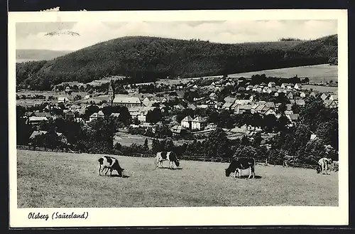 AK Olsberg (Sauerland), weidende Kühe vor Ortsansicht