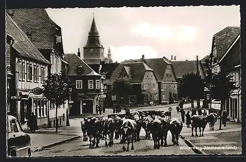 AK Winterberg /Hochsauerland, Strassenpartie mit Geschäften und Rinderherde