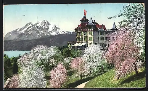 AK Weggis a. Vierwaldstättersee, Hotel Alpenblick mit Pilatus während der Baumblüte