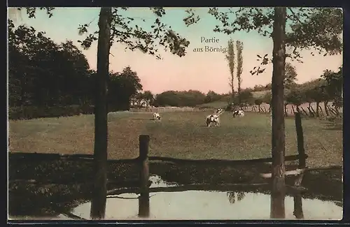 AK Börnig, Uferpartie mit weidenden Rindern