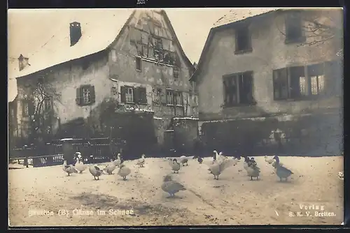 Foto-AK Bretten, Gänse im Schnee