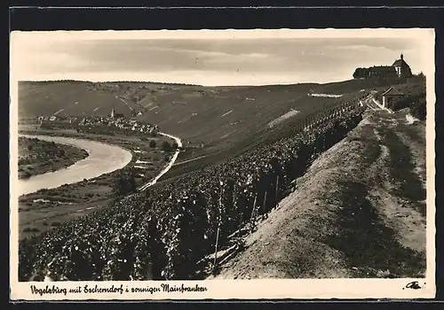 AK Escherndorf-Vogelsburg i. Mainfranken, Teilansicht mit Vogelsburg
