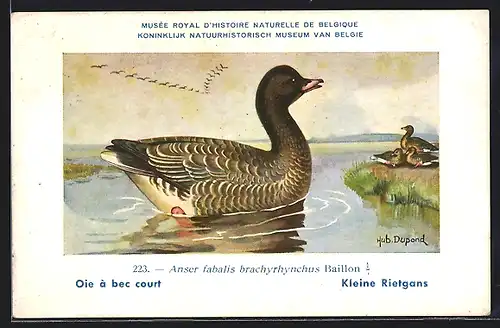 Künstler-AK Hubert Dupond: Oie à bec court, Anser fabalis brachyrhynchus
