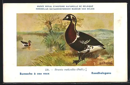 Künstler-AK Hubert Dupond: Bernache à cou roux, Branta ruficollis