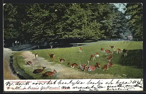 AK Haarlem, Haarlempark out- Hertenkamp
