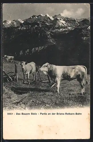 AK Brienz, Weidende Kühe an der Brienz-Rothorn-Bahn