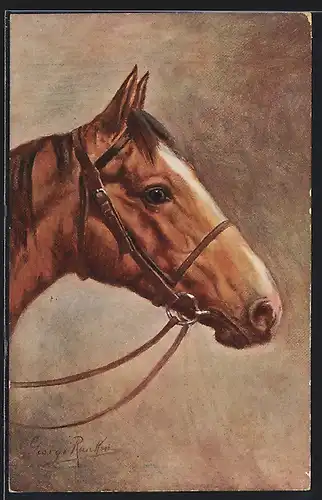 AK Pferd mit Zügeln, Seitenportrait