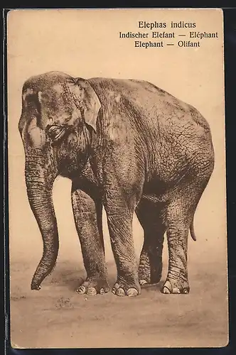 AK Indischer Elefant, Portrait
