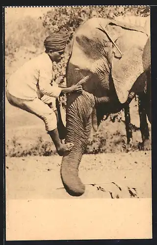 AK Elefant als Lebende Leiter