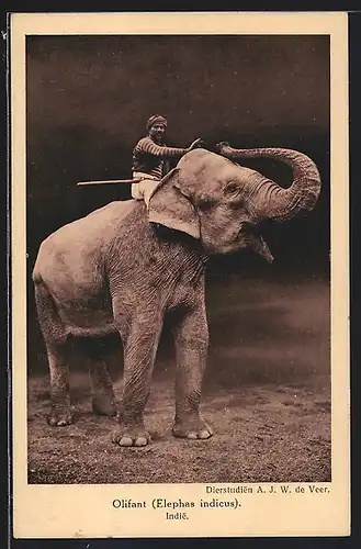 AK Mann reitet auf indischem Elefanten