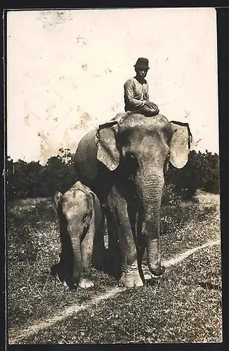 AK Indischer Elefant mit Reiter und Kalb