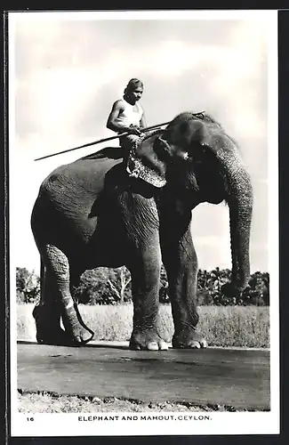 AK Ceylon / Sri Lanka, Elephant and Mahoud, Elefant und Reiter