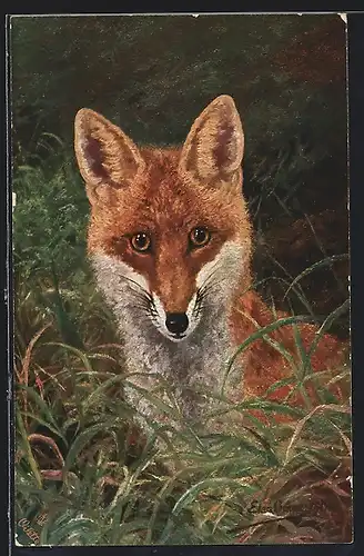 AK Fuchs zwischen Gräsern, Portrait