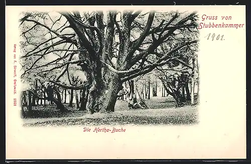 AK Stubbenkammer, die Hertha-Buche