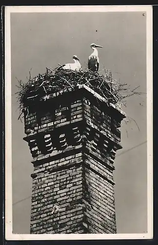 AK Gebesee, Hermann-Lietz-Schule, Die Heimstörche