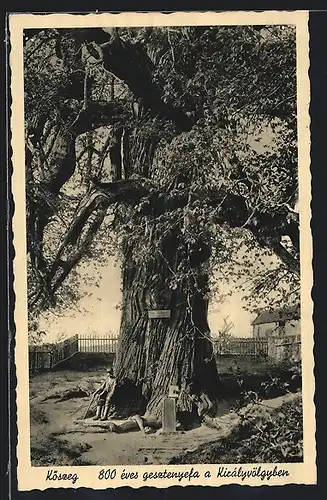 AK Köszeg, 800 éves gesztenyefa a Királyvölgyben