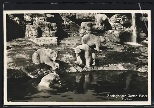 AK Basel, Zoologischer Garten, Eisbären