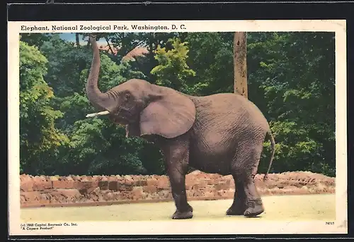 AK Washington, D. C., Elephant, National Zoological Park