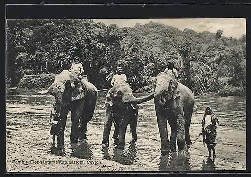 AK Elefanten, Temple Elephants at Katugastota, Ceylon