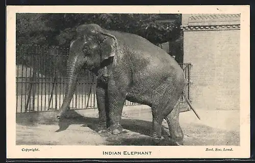 AK Indischer Elefant im Zoo, Indian Elephant