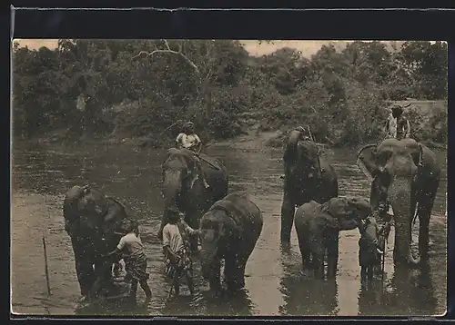 AK Elefanten an der Wasserstelle