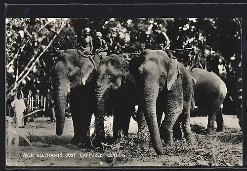 AK Ceylon, Wild Elephants just captured