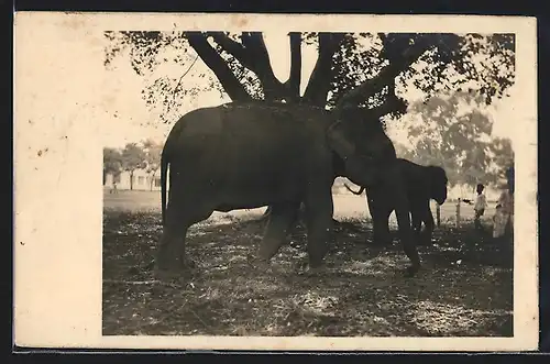 AK Elefant beim Tragen eines Schimpansen