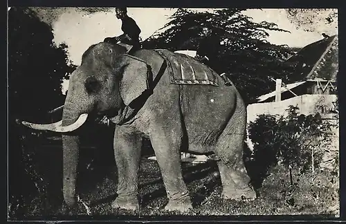 AK Singapure, Arbeitselefant mit Besitzern auf dem Rücken