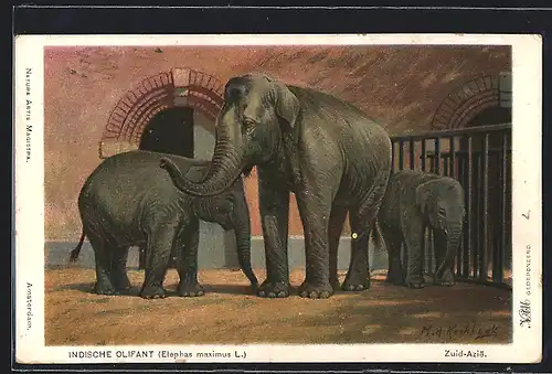 AK Indischer Elefant mit Jungen in einem Innengehege